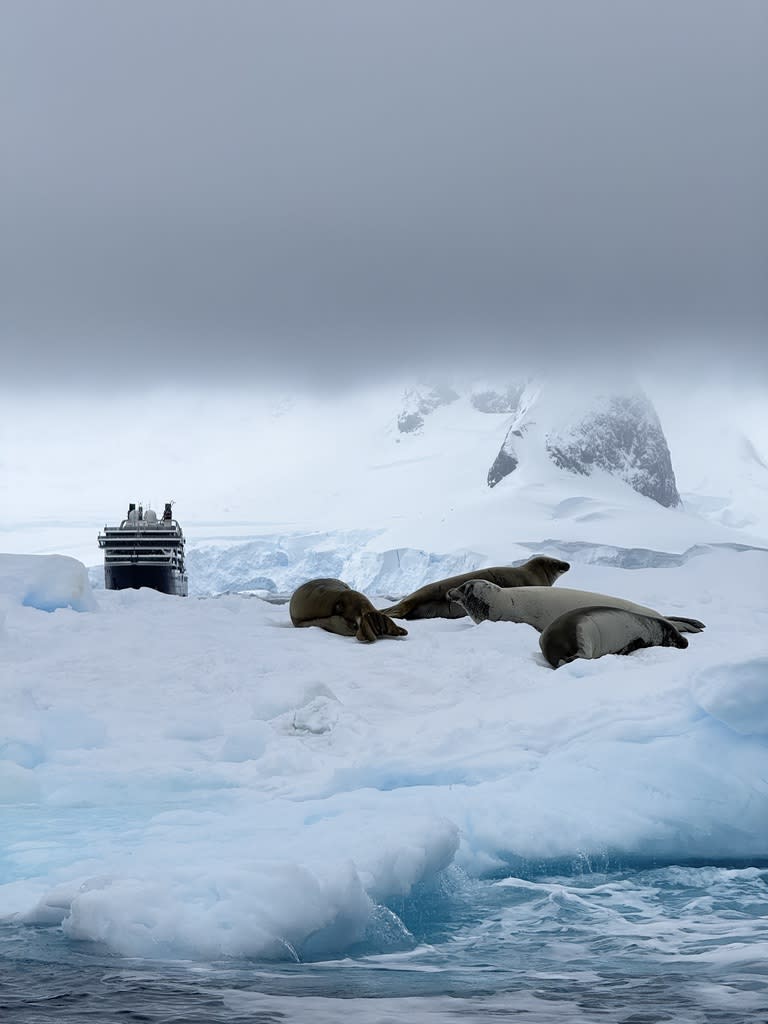 Advisor - Solo Cruising Antarctica: What to Expect (Including the Unexpected)