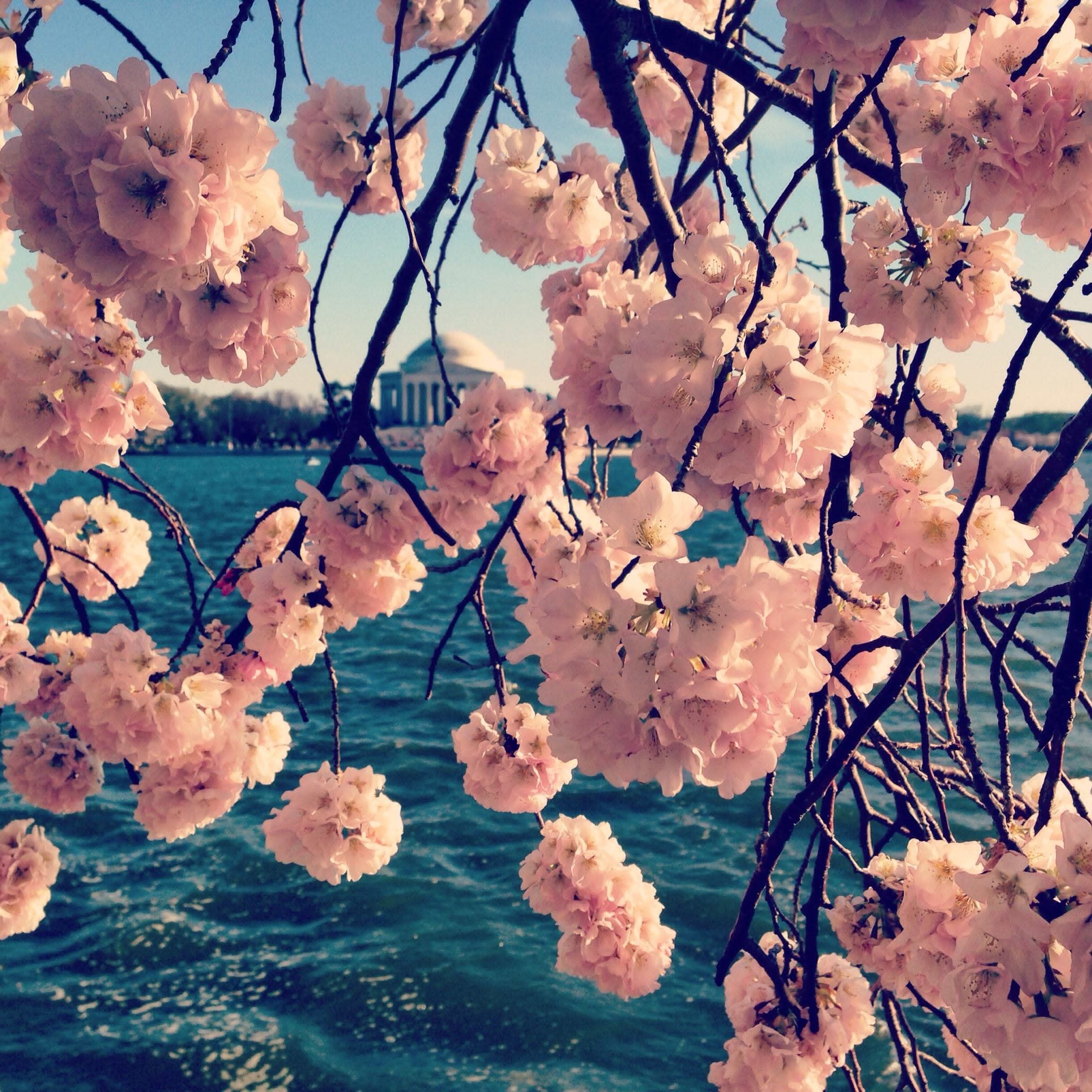 Advisor - Family-Friendly Spring Travel Guide to Washington, D.C.