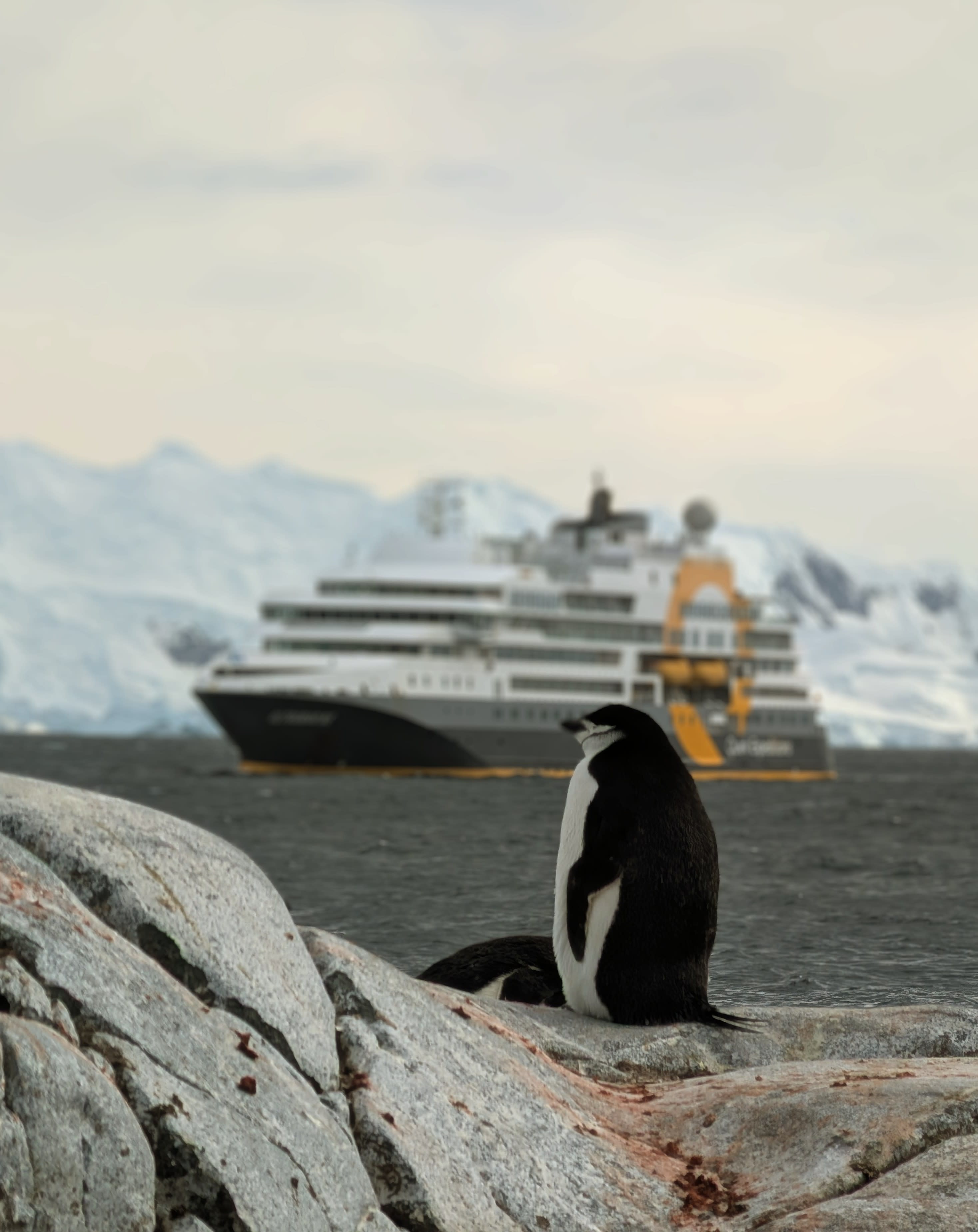 Antarctica: Understanding Variables That Shape the Ultimate Expedition