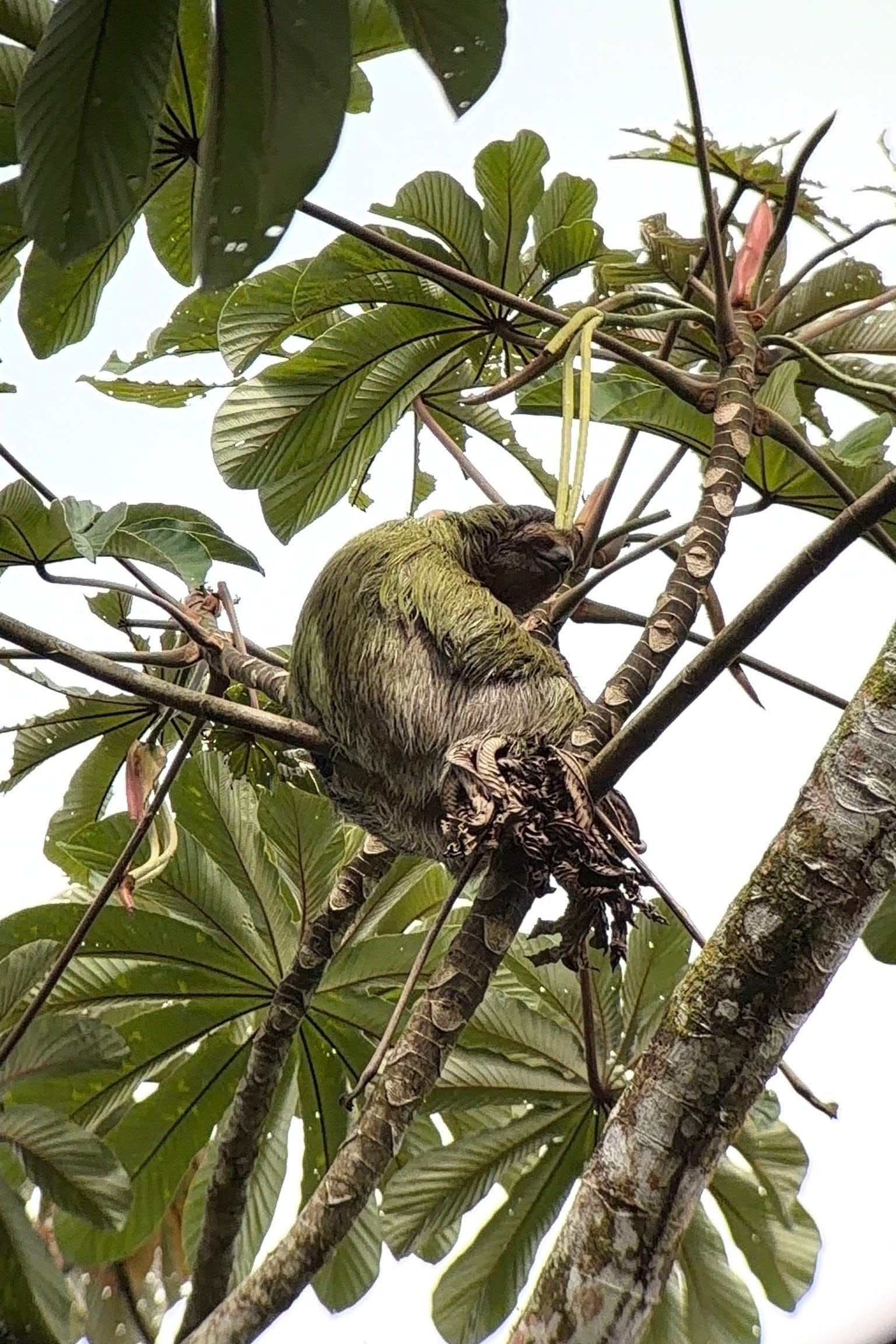 Advisor - Pura Vida in La Fortuna