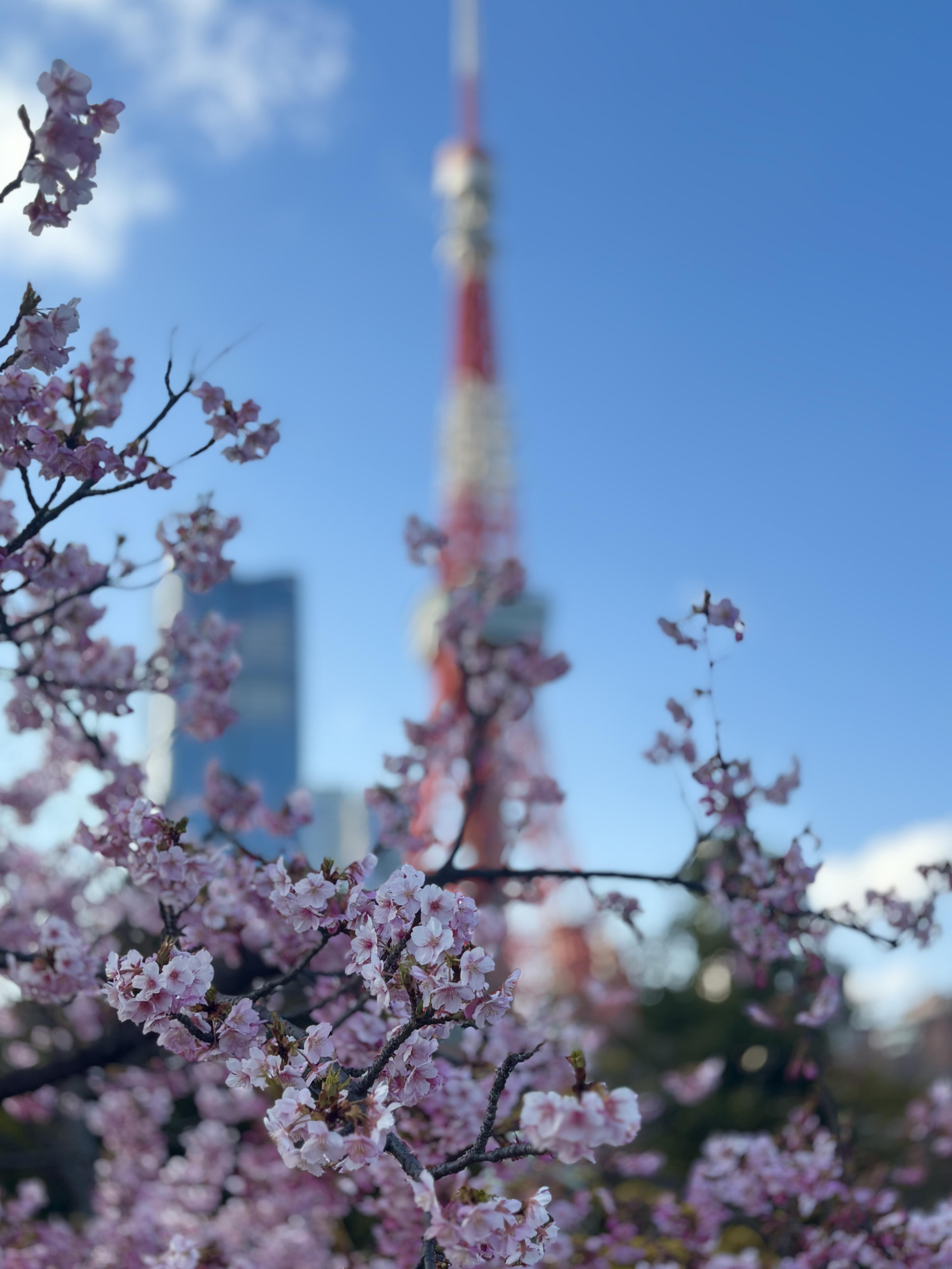 Advisor - The Ultimate Family Guide to Tokyo
