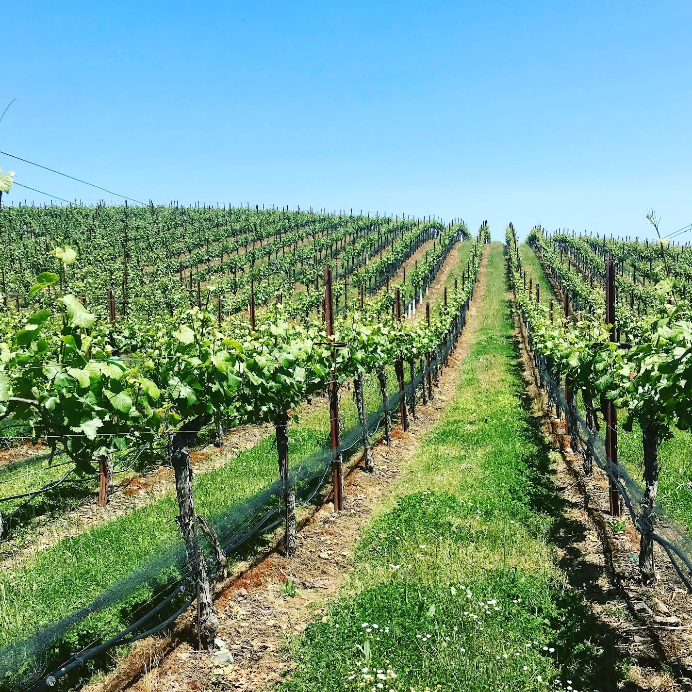 Advisor - A First-Timer’s Guide to Napa Valley: Where to Stay, Eat & Explore