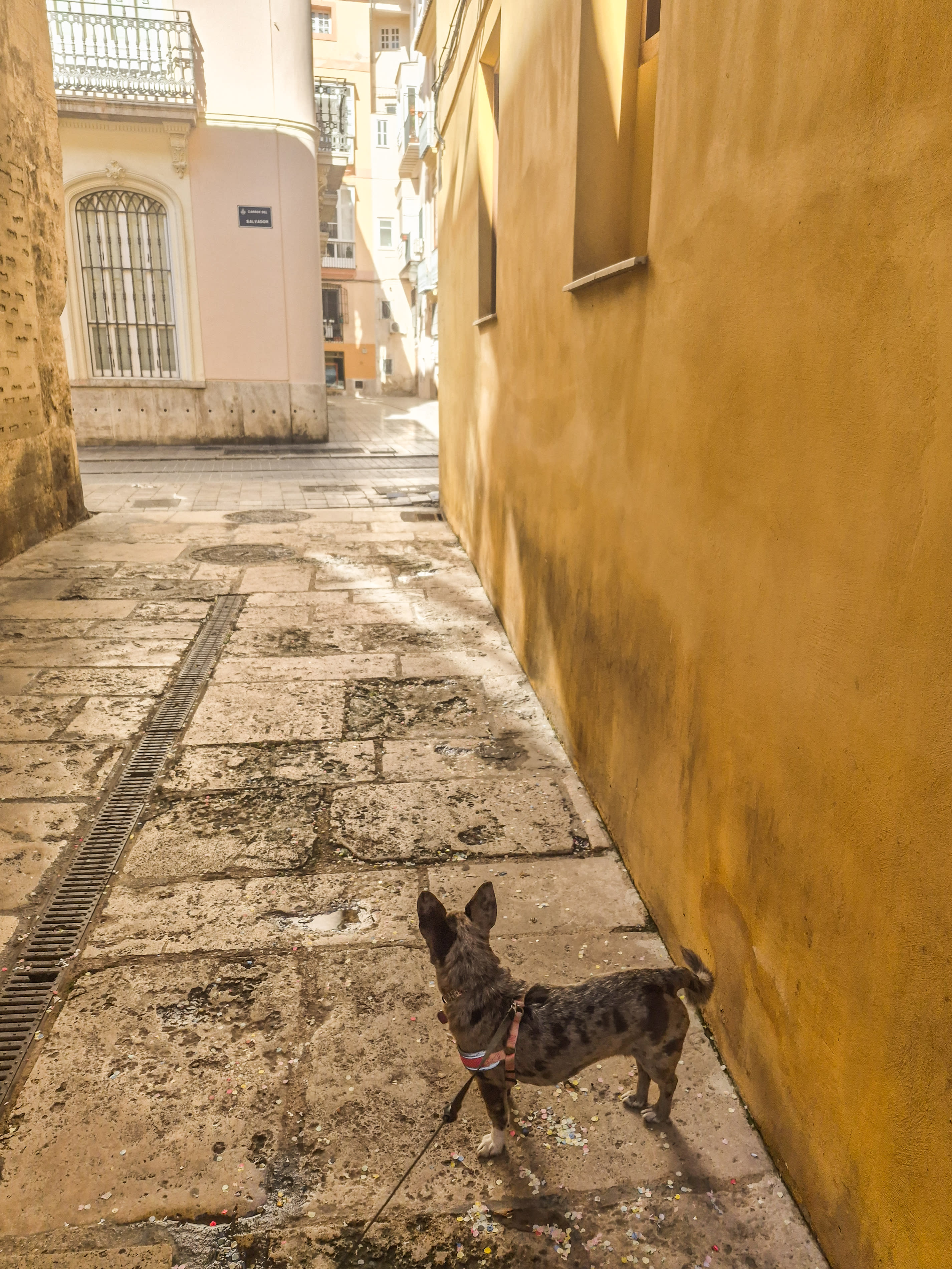 Advisor - Valencia, Spain: A Pet Friendly Travel Guide