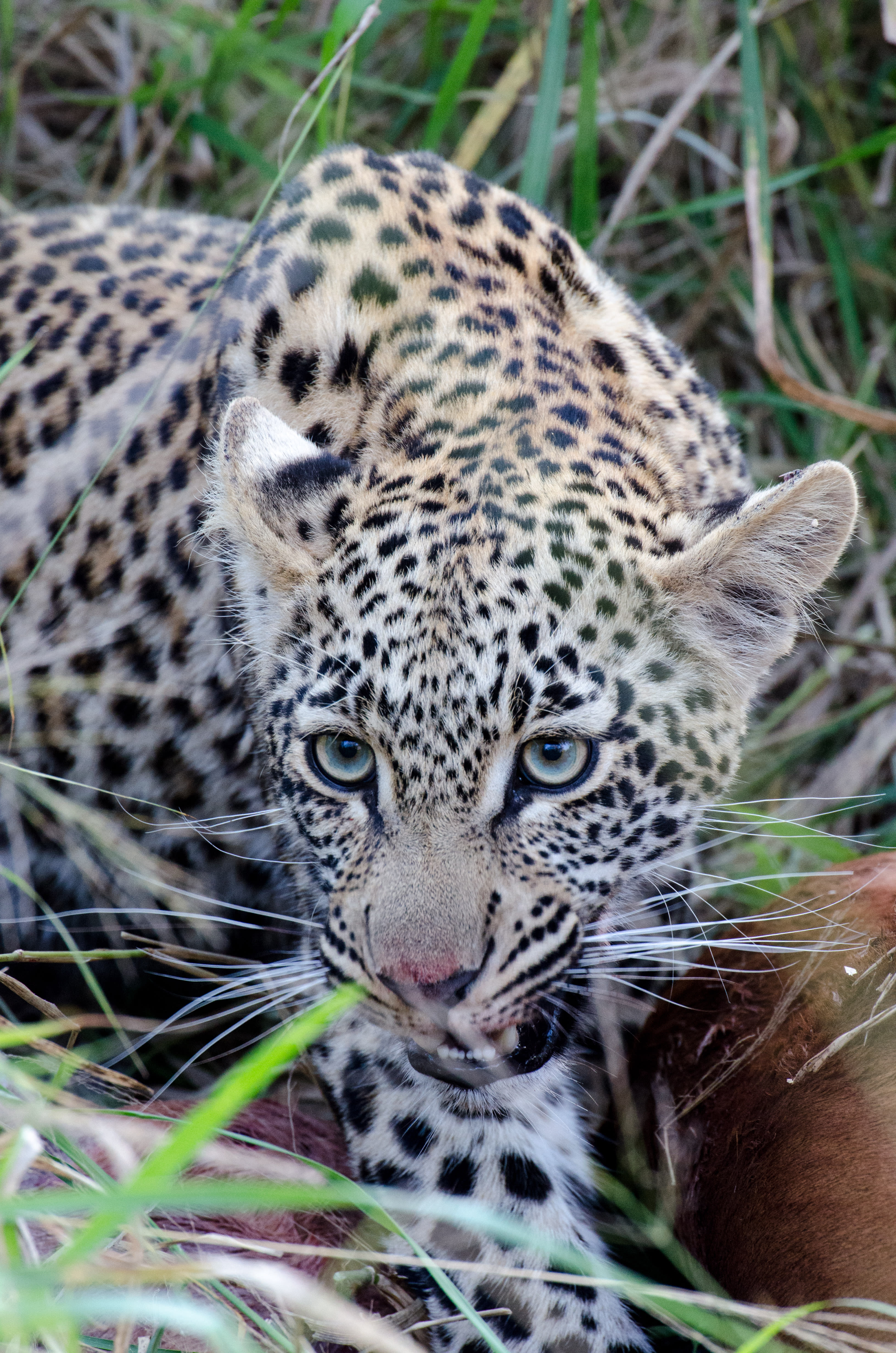South Africa: Where Safari Meets Coast and Culture