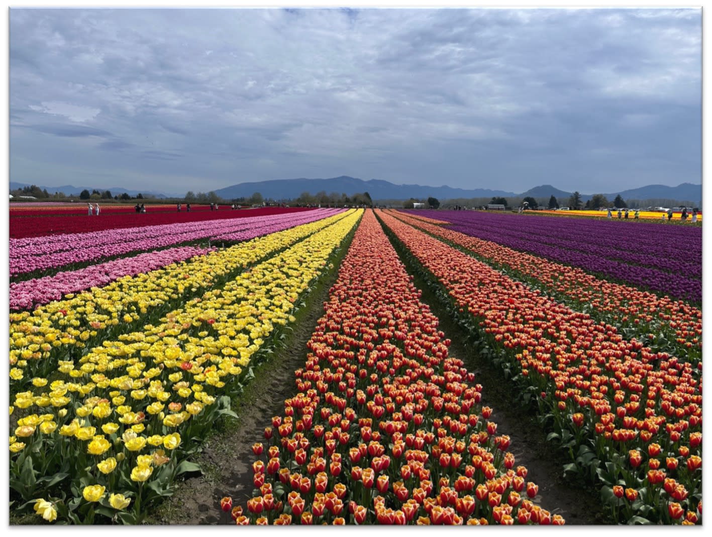 Advisor - Mt. Vernon Tulip Festival: The Most Colorful Masterpiece Outside of Seattle