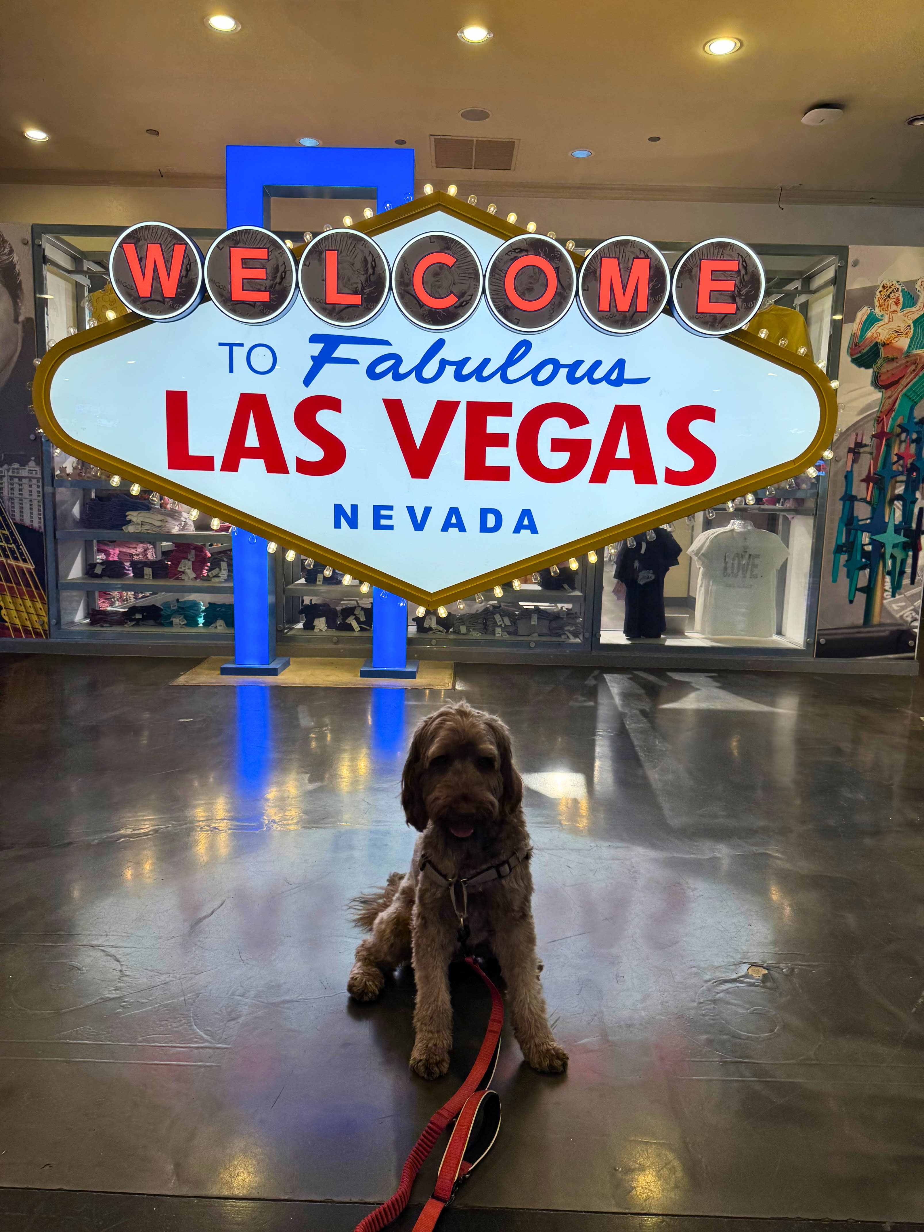 Advisor - Doing Vegas, Doggie Style
