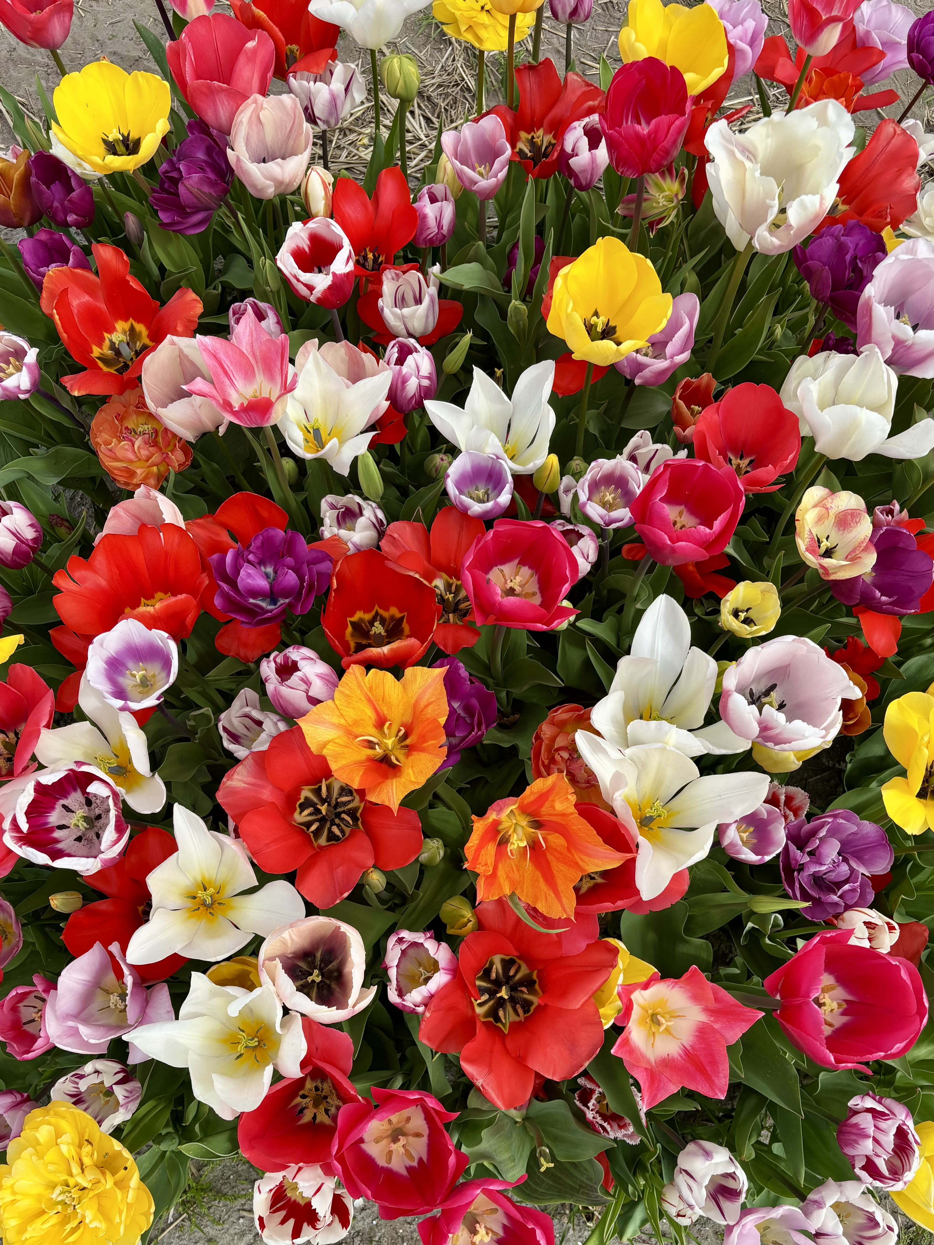 Advisor - The Netherlands for Tulip Lovers