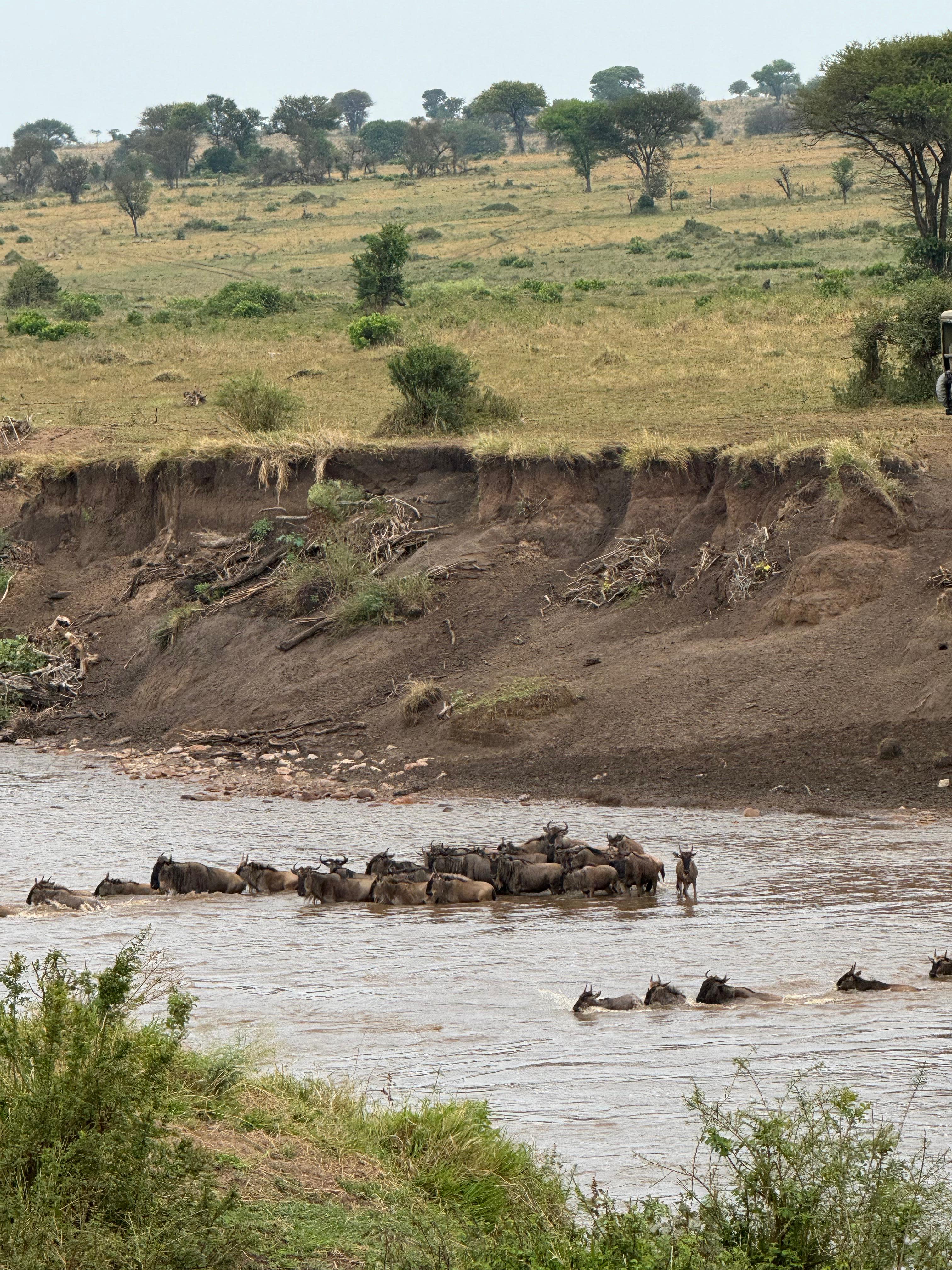 Advisor - 7-Day Migration Crossing: Safari in The Serengeti