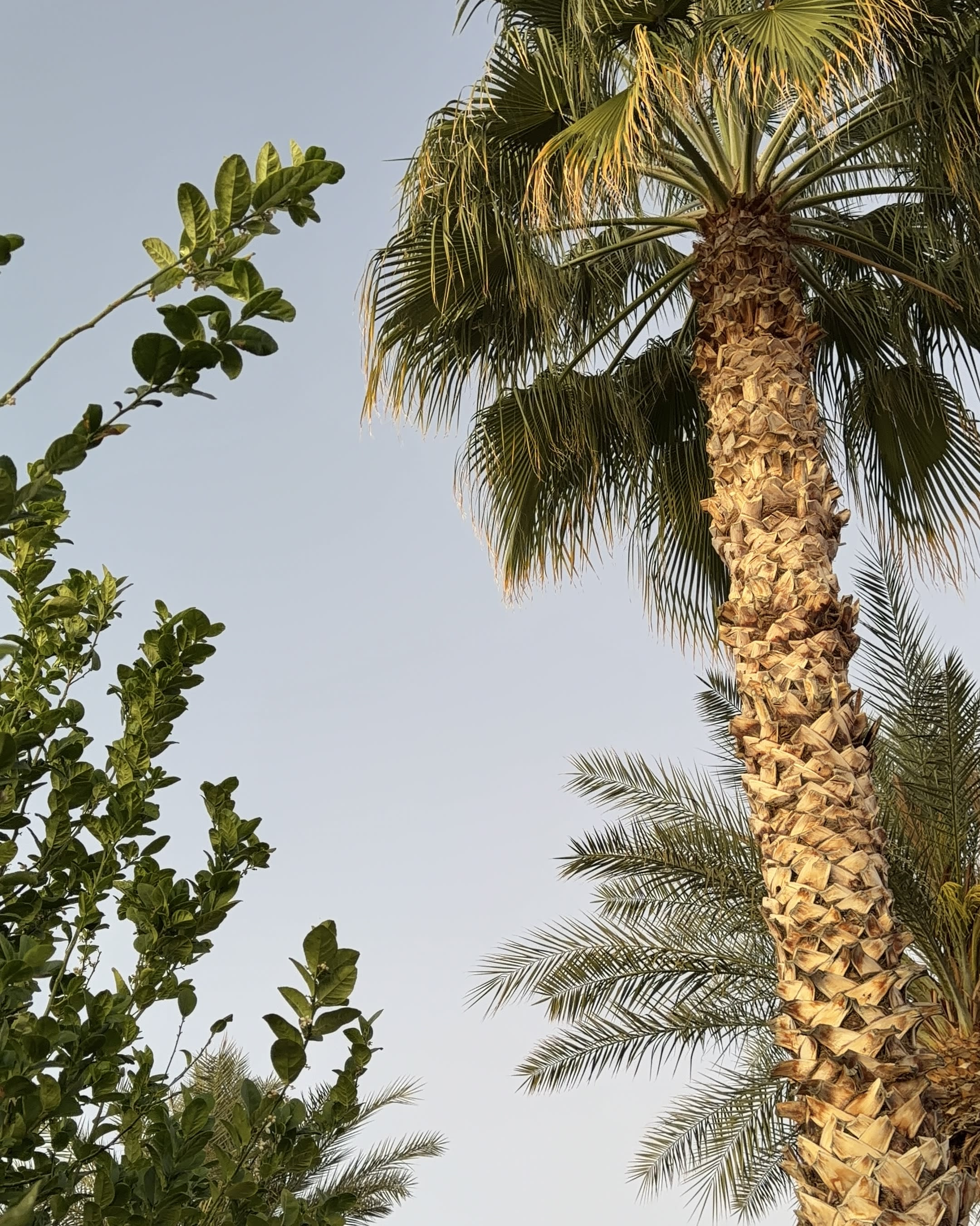 Advisor - Scottsdale Like a Local: An Arizona Native Guide