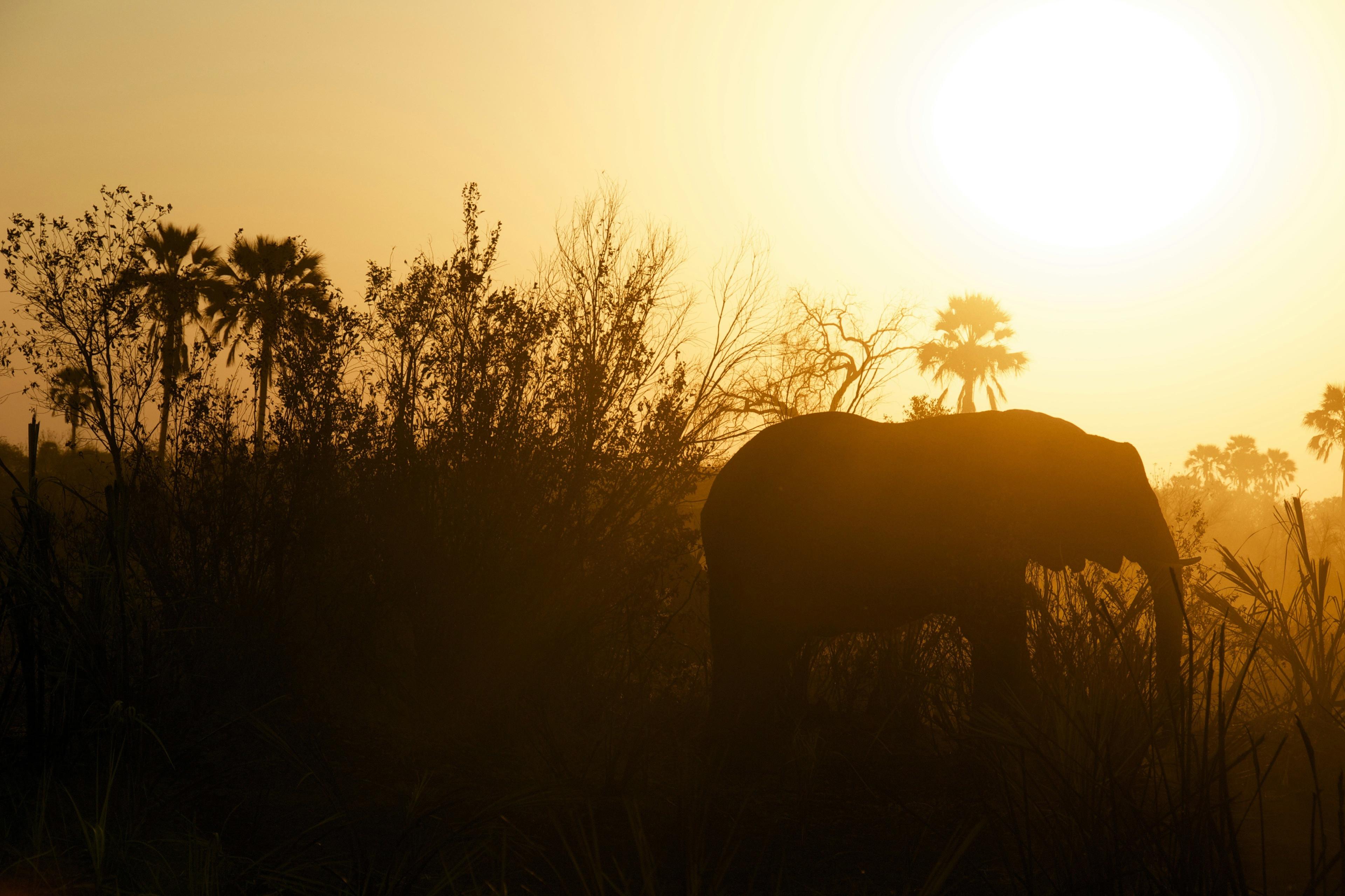 Advisor - The Art of the Short Safari: A Curator’s Guide to South Africa & Botswana