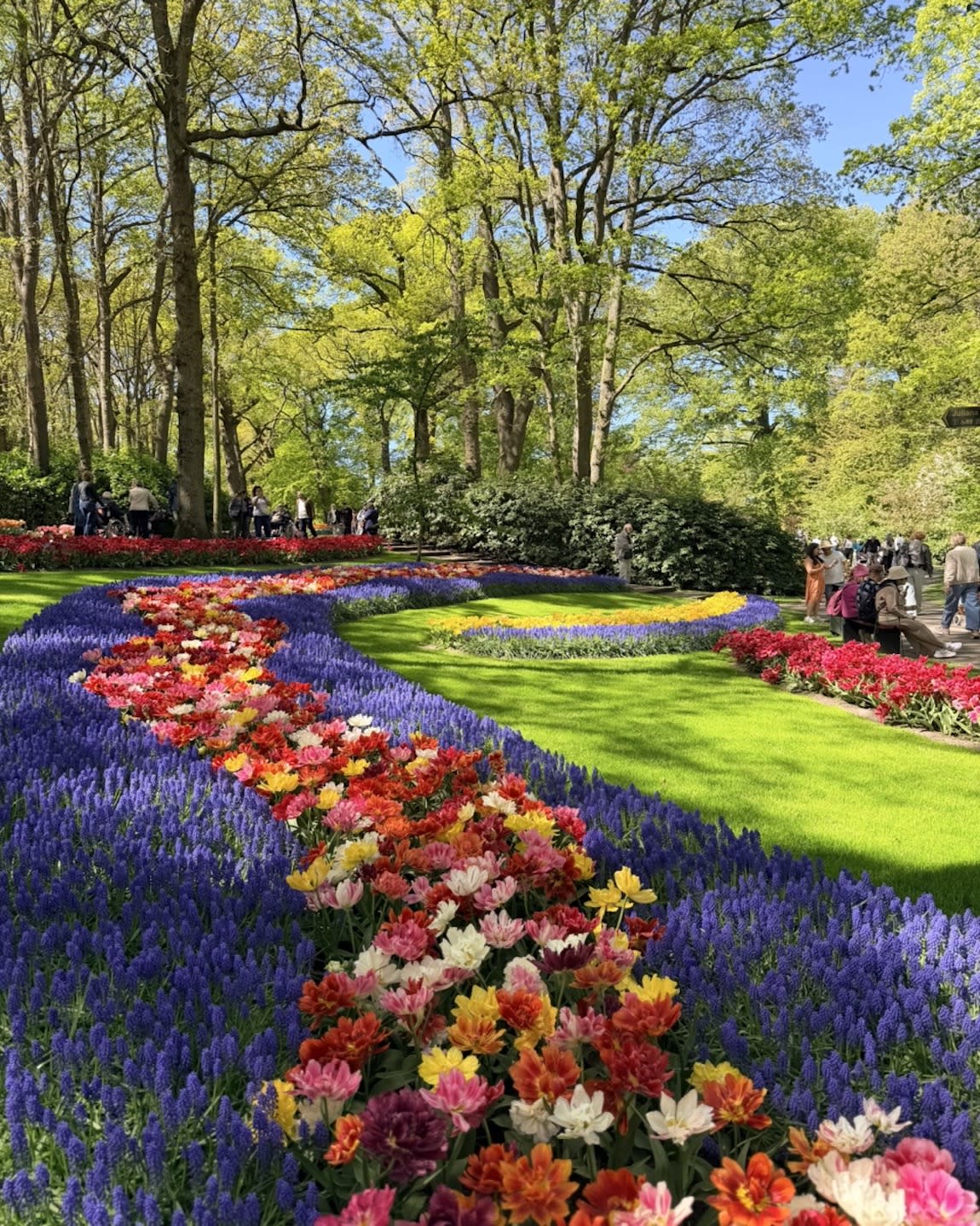Tulip Season Cruise: The Netherlands & Belgium on Windstar Cruises