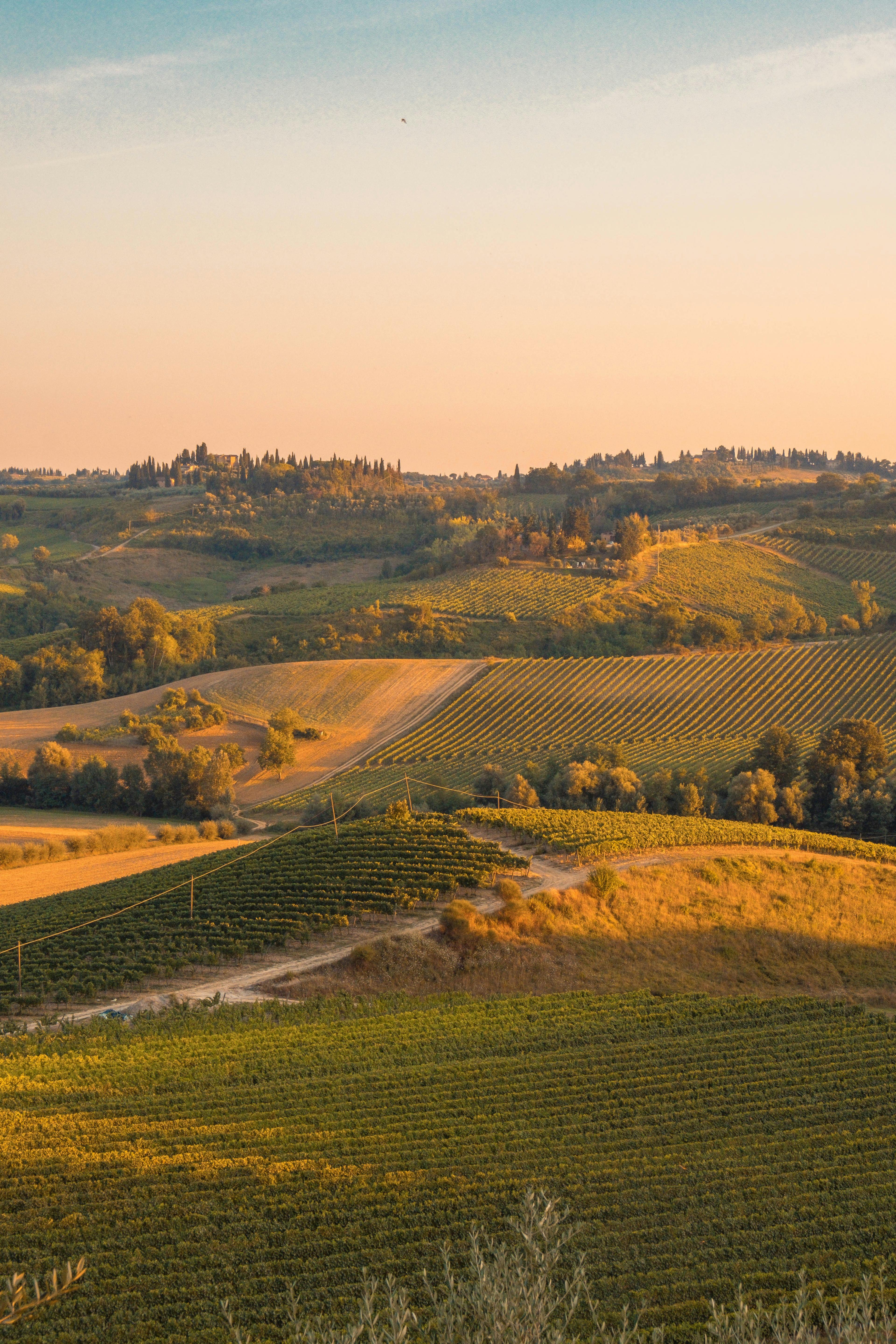 Advisor - 10 Days in Florence & Tuscany: Art, Wine & La Dolce Vita
