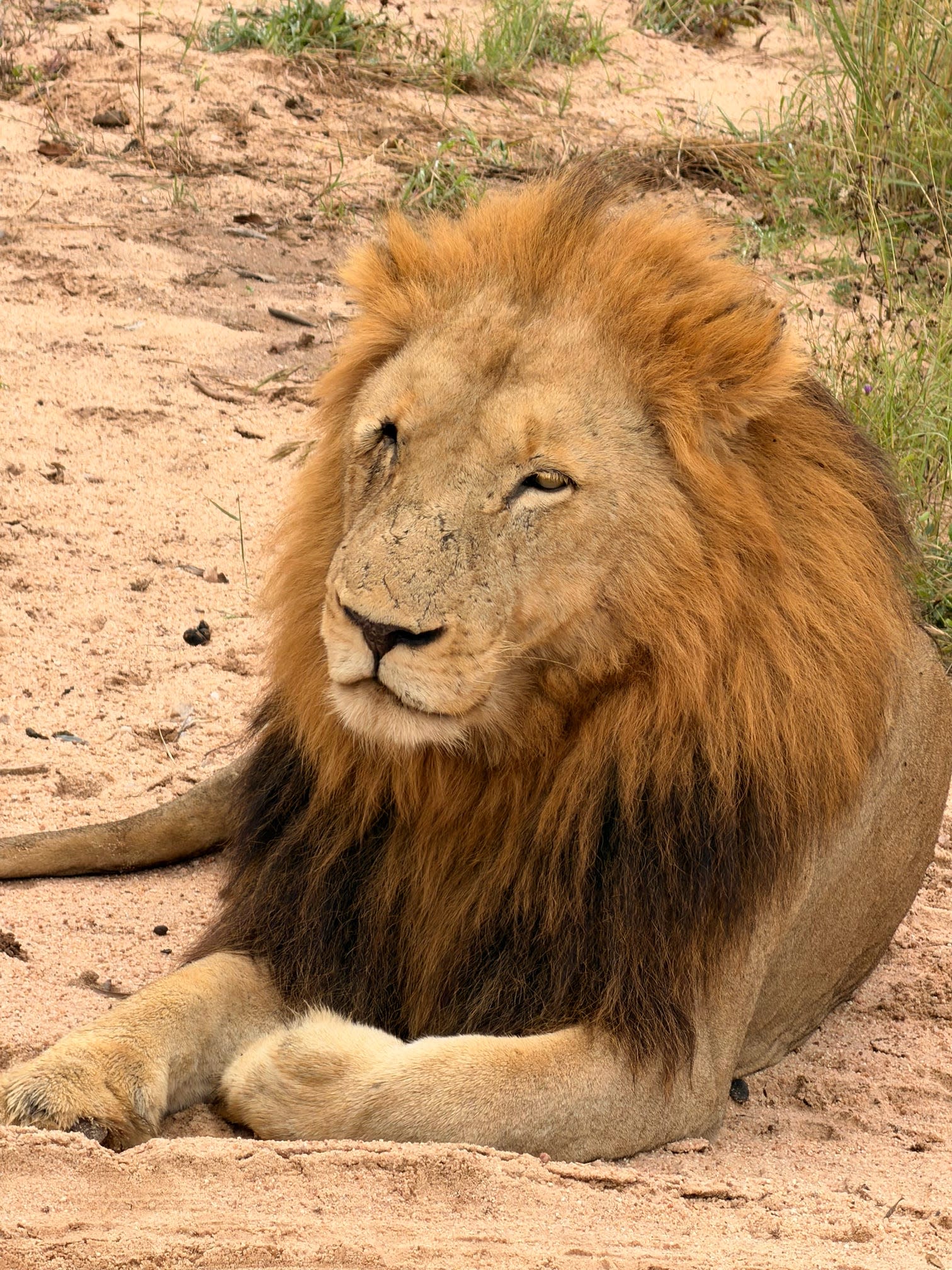 Exploring South Africa: Safari, the Winelands & Cape Town