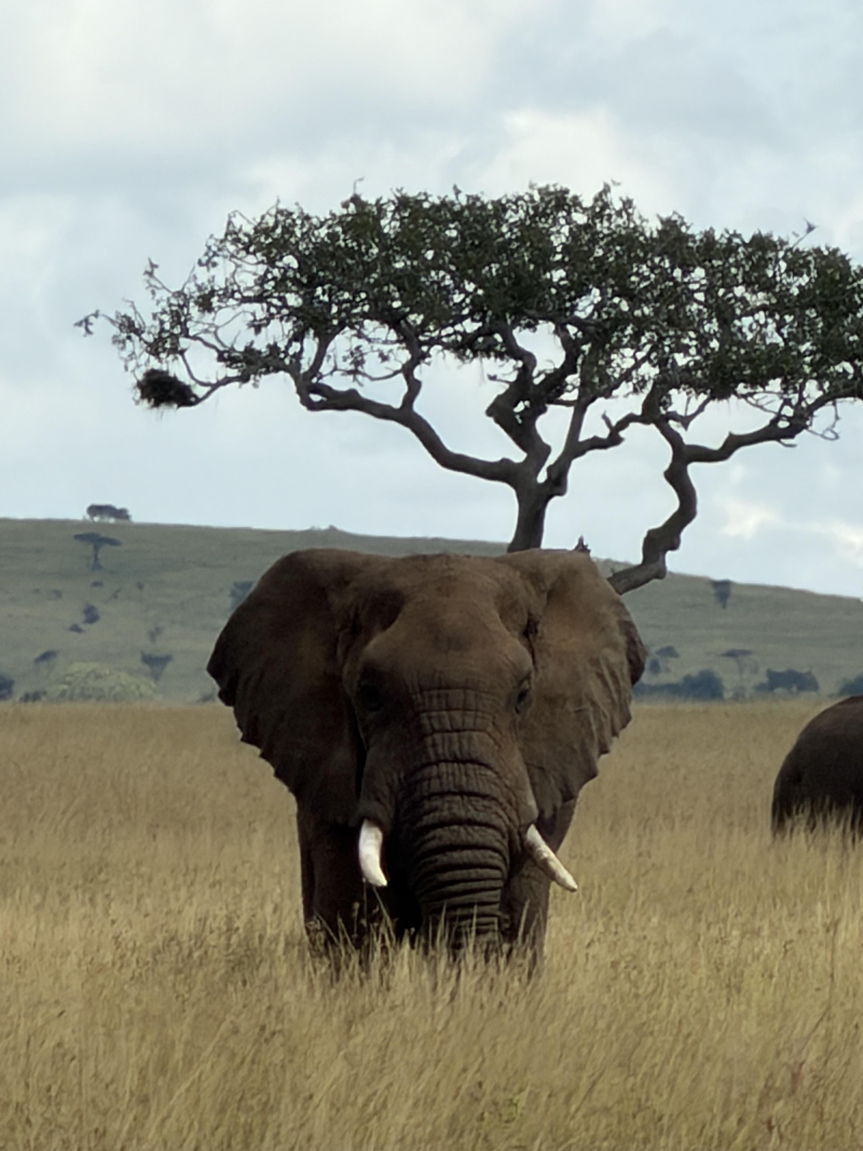 African Safari with Luxury Beach Ending: Tanzania & Zanzibar