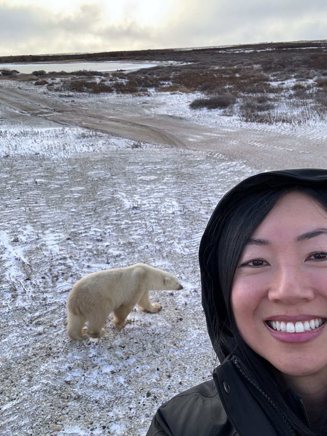How to See Polar Bears in the Wild (And Actually Get Close)