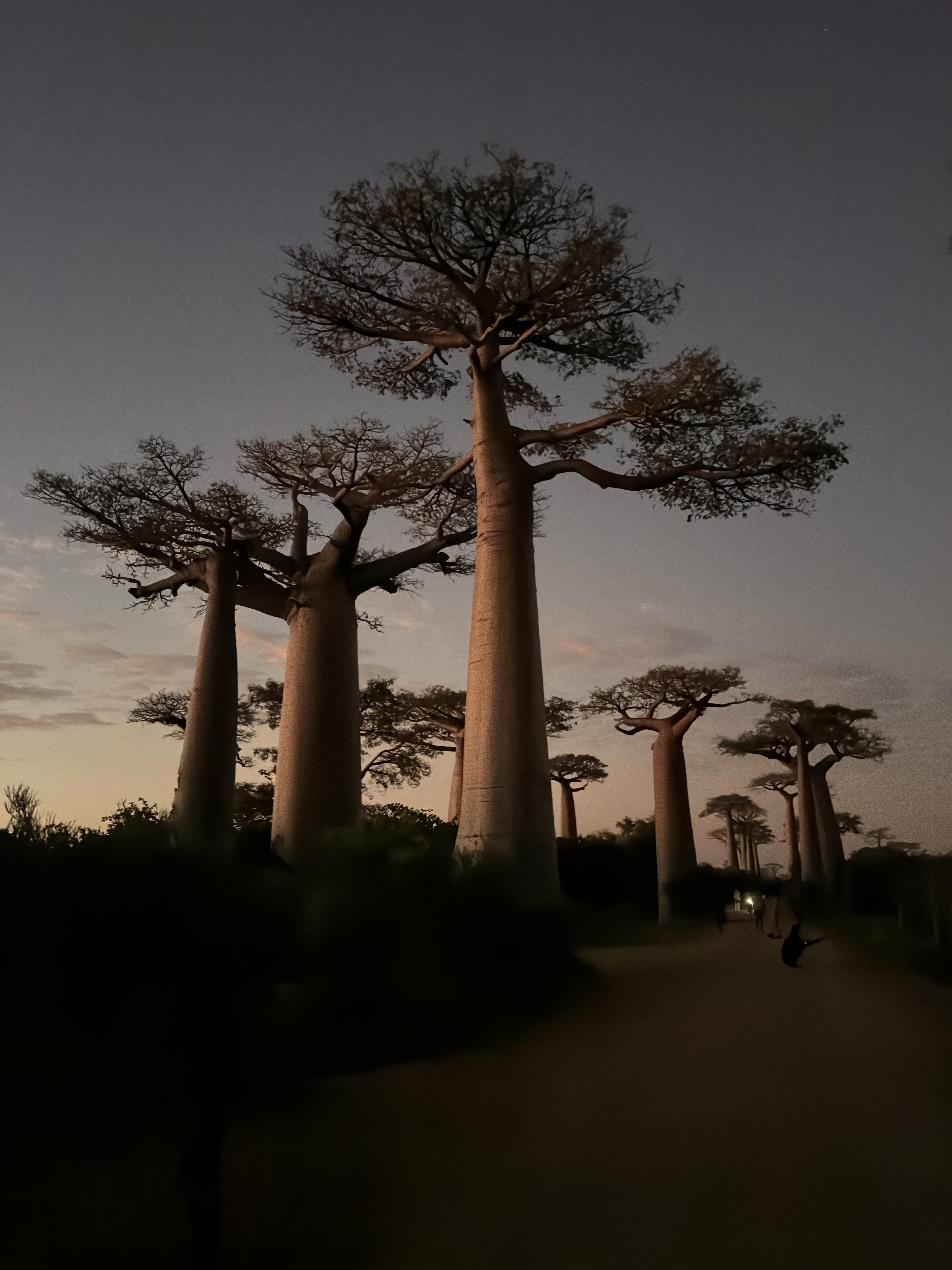 Advisor - Madagascar Is Not for the Faint of Heart (But Go Anyway)