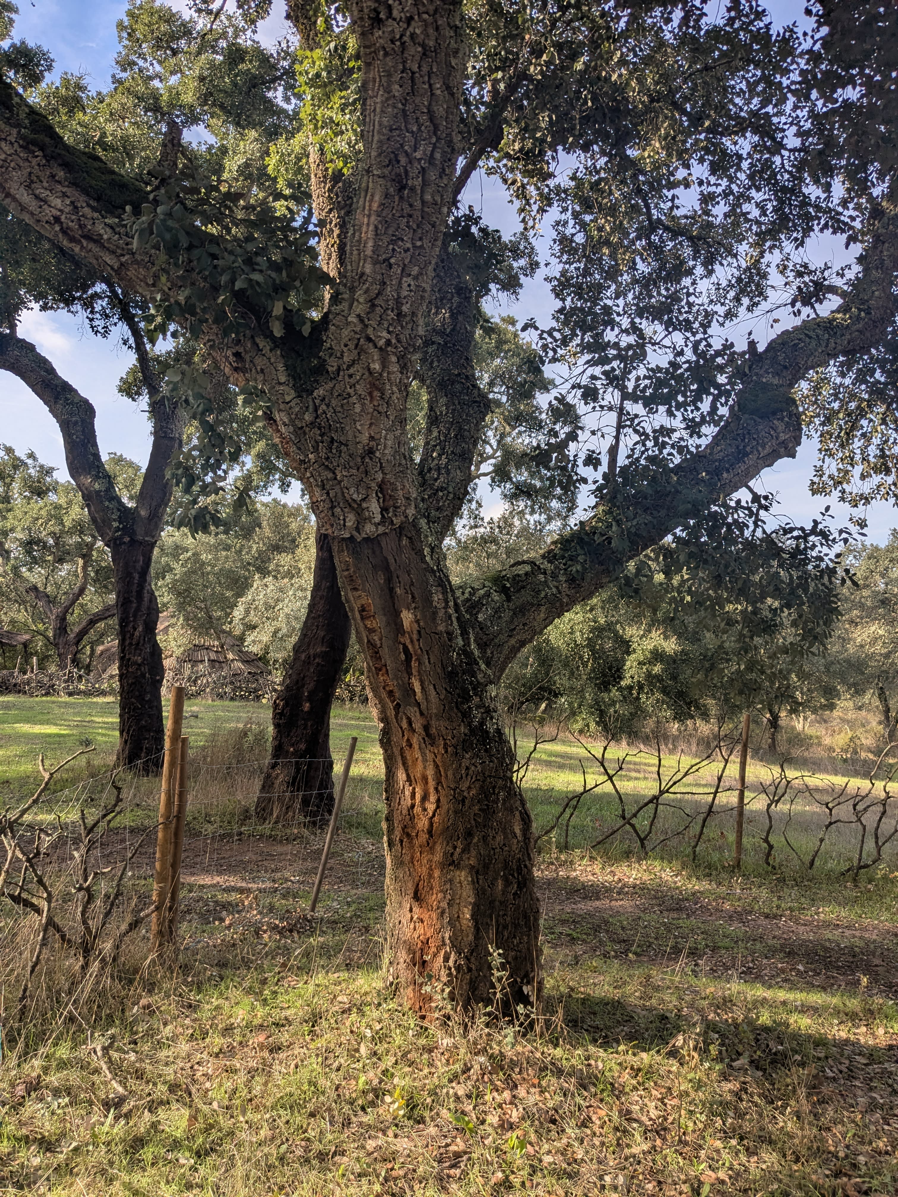 The Cork Forests of Alentejo: Portugal's Best-Kept Secret