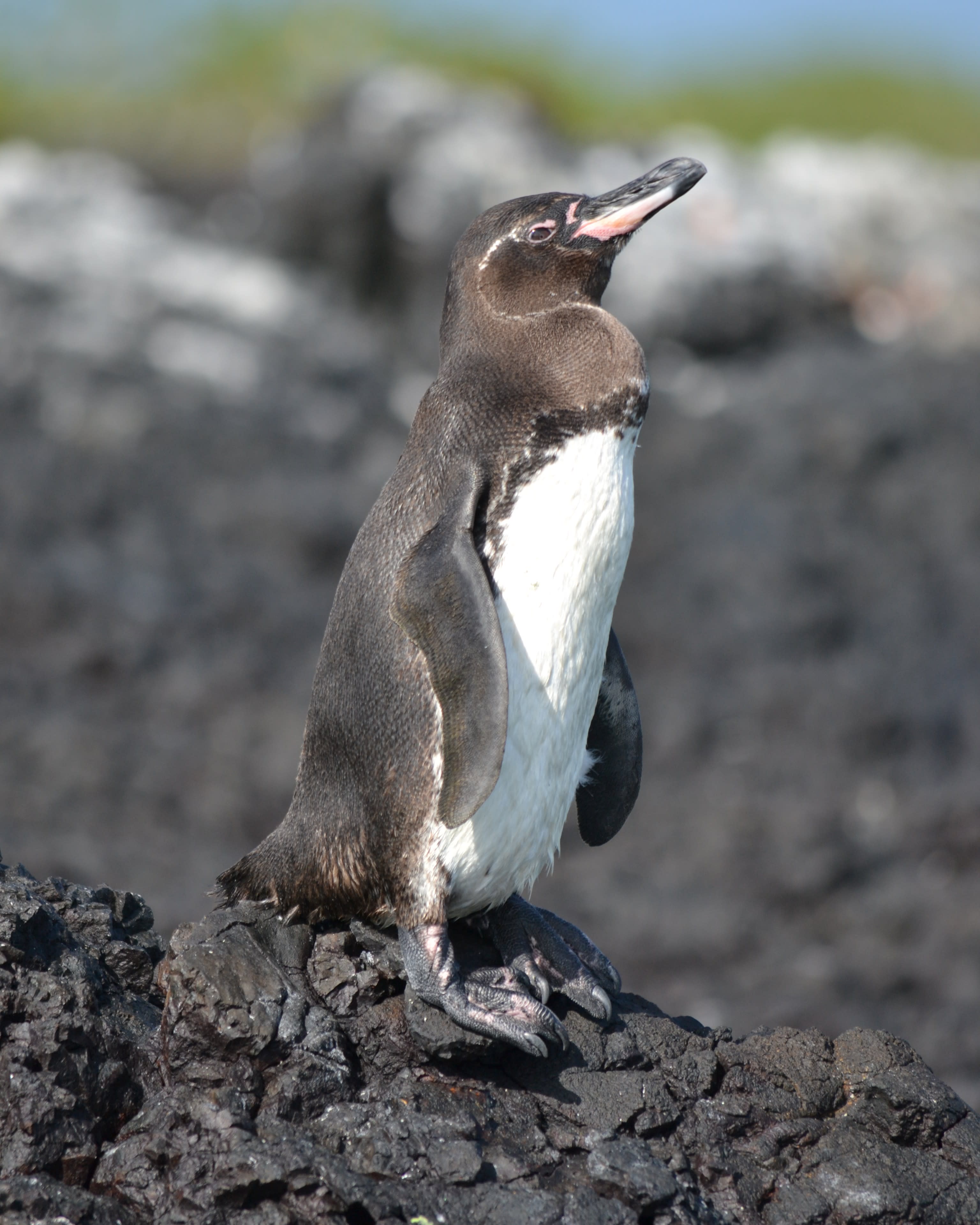 Advisor - 7 Days in the Galápagos: Where Wildlife Comes First