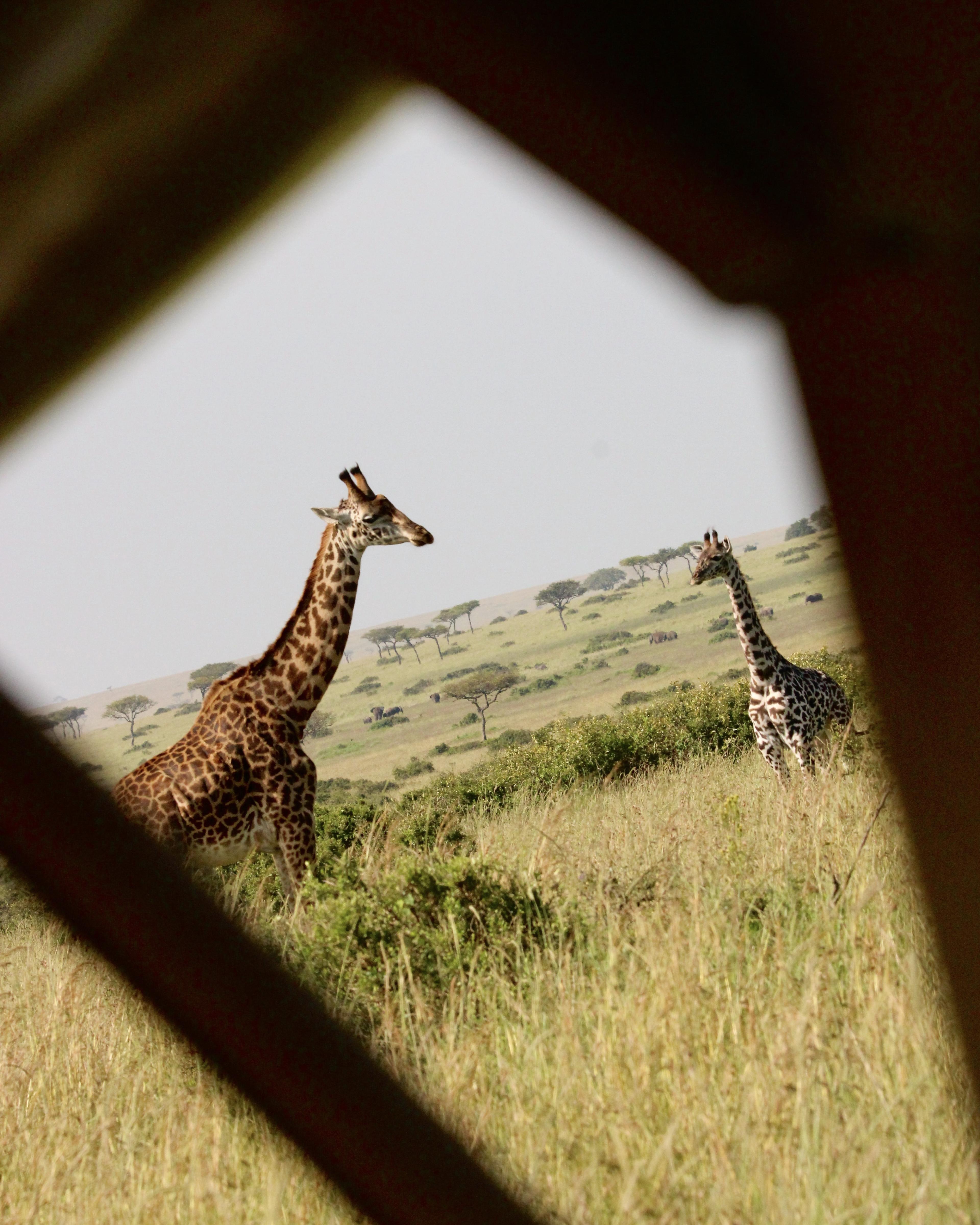 Bush Planes, Baobabs & Balloon Safaris: Exploring Kenya & Tanzania
