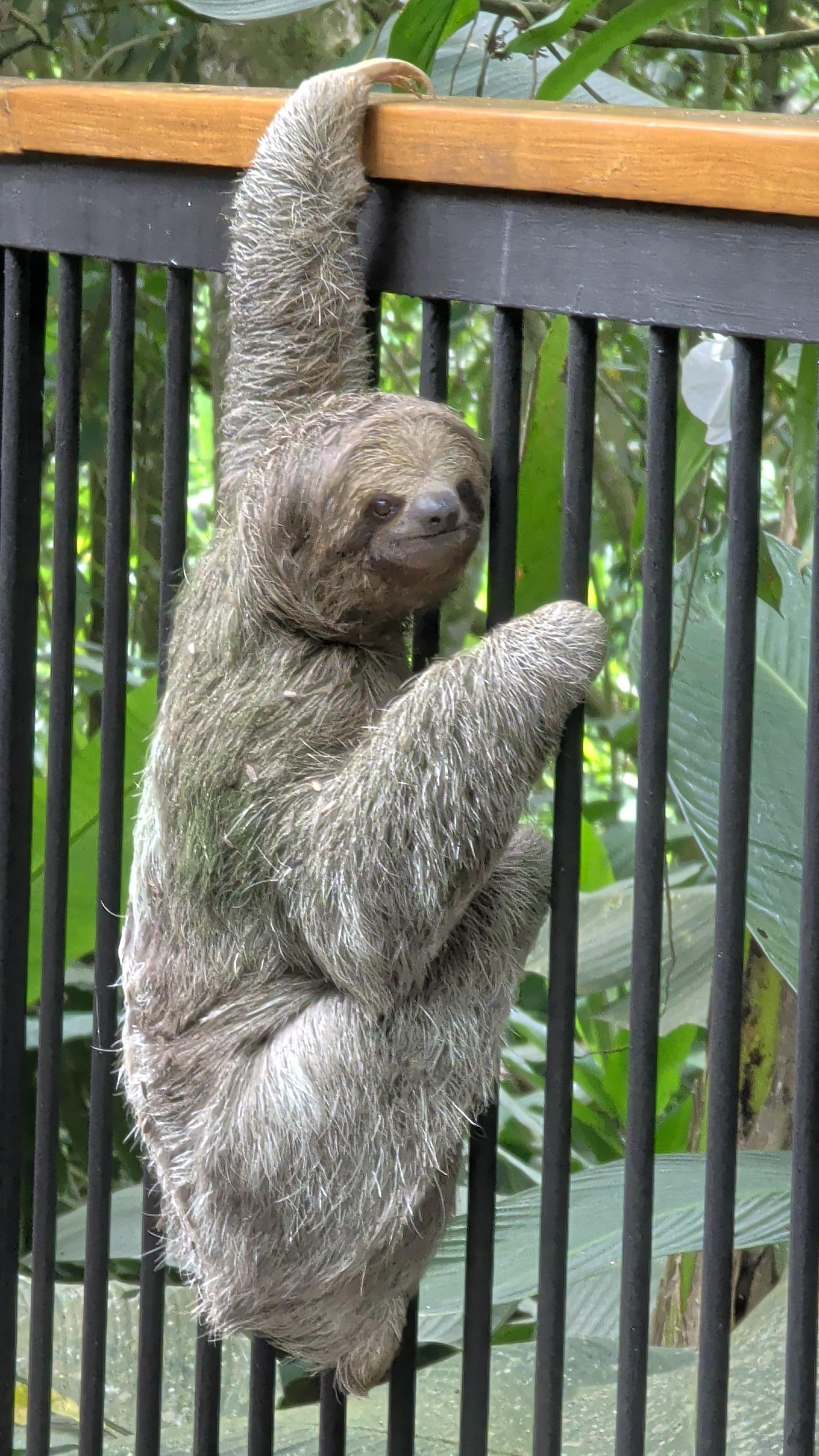 Advisor - A Vegetarian’s Guide to Costa Rica