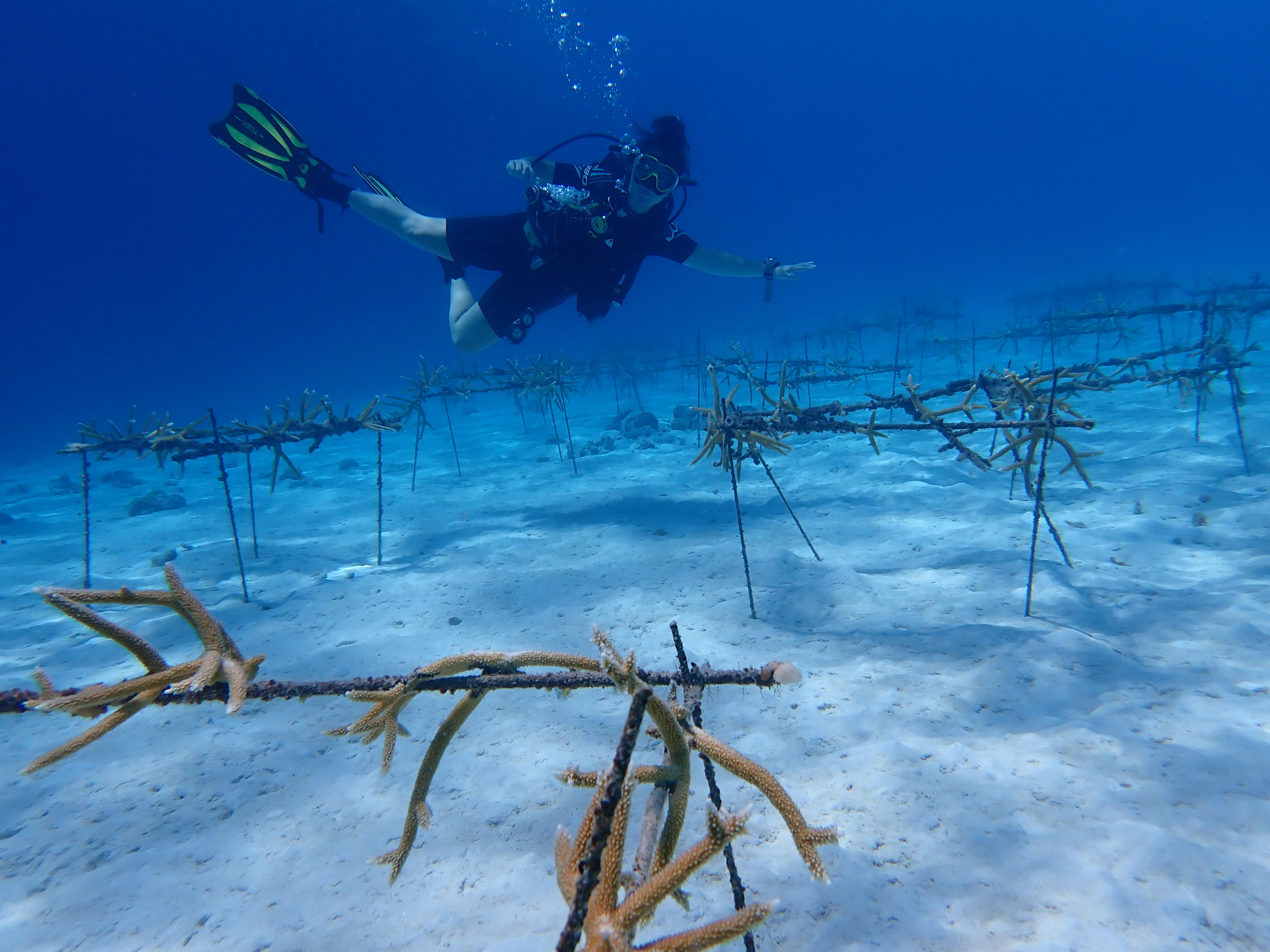 Advisor - Active Adventures on Curaçao: A Guide for Families, Couples & Friend Groups