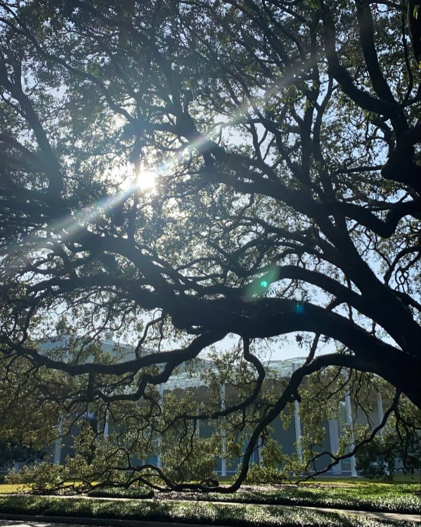 Advisor - A Local's Guide to Montrose, Houston: Art, Culture & the City's Most Celebrated Tables