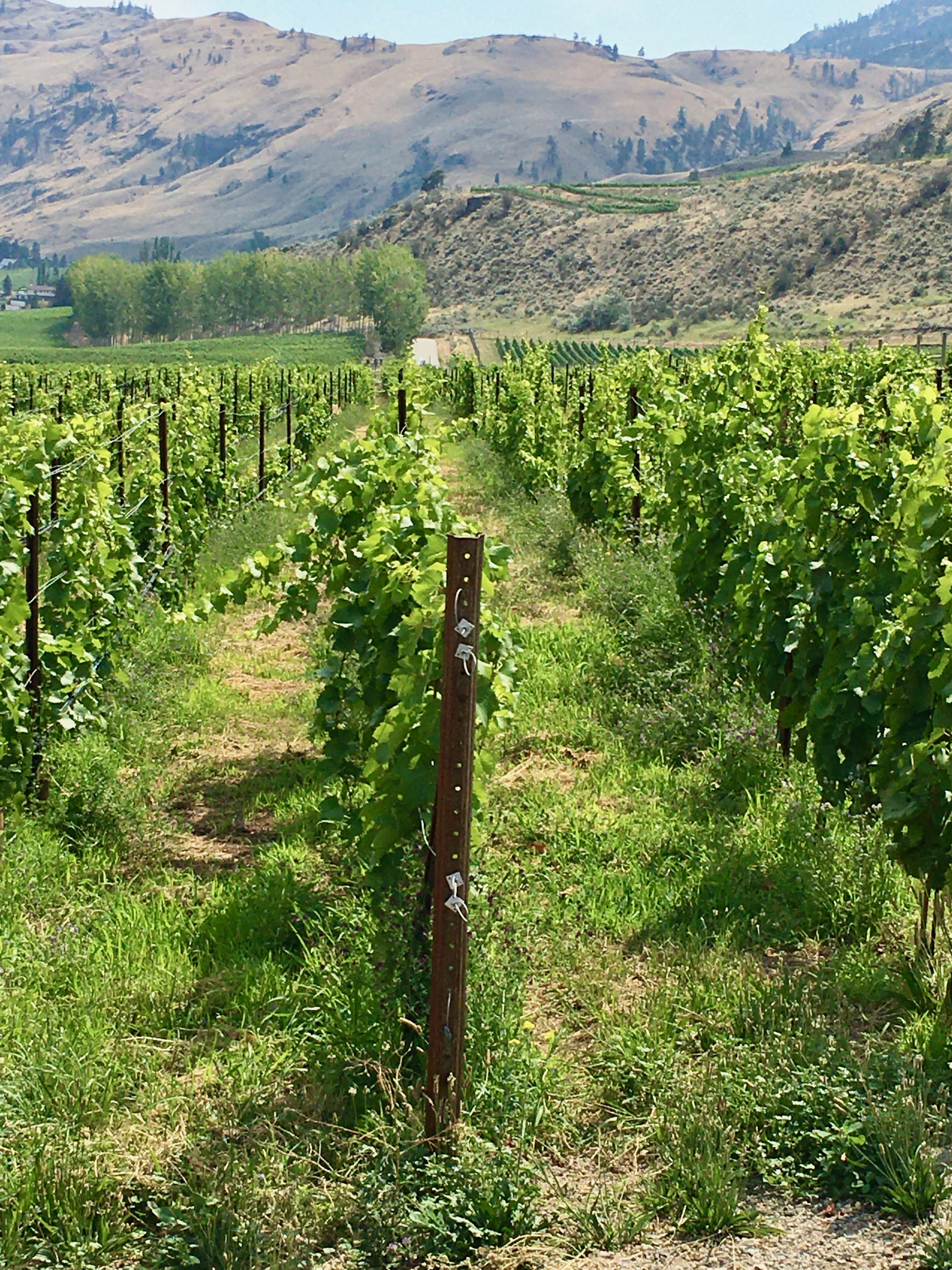 Advisor - A Local's Guide to Kelowna’s Wine Region