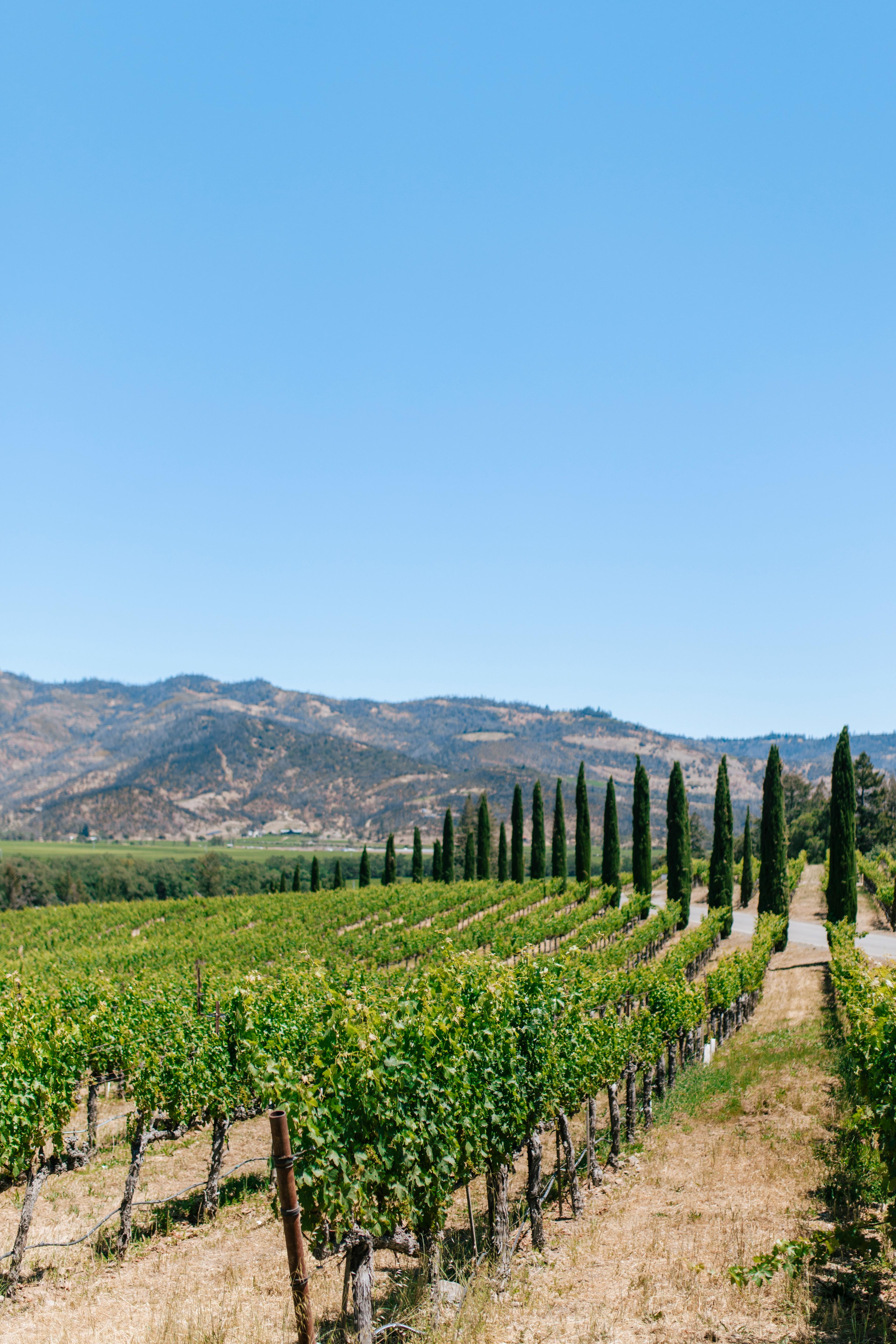 Advisor - Girls' Weekend in Napa: The Ultimate 3-Day Itinerary
