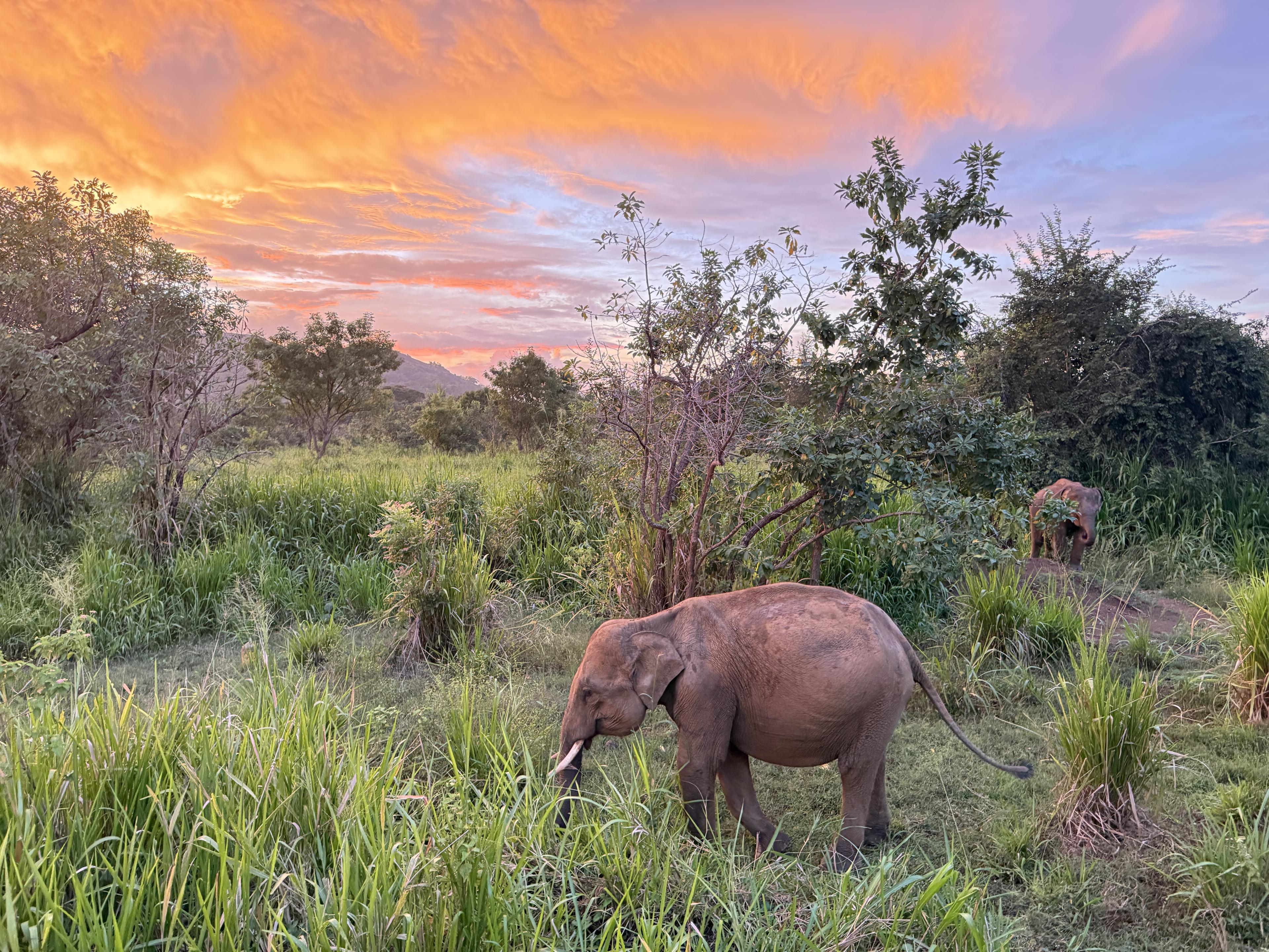 Advisor - The Vibrance of Sri Lanka: A 12-Day Itinerary for an Unforgettable Journey