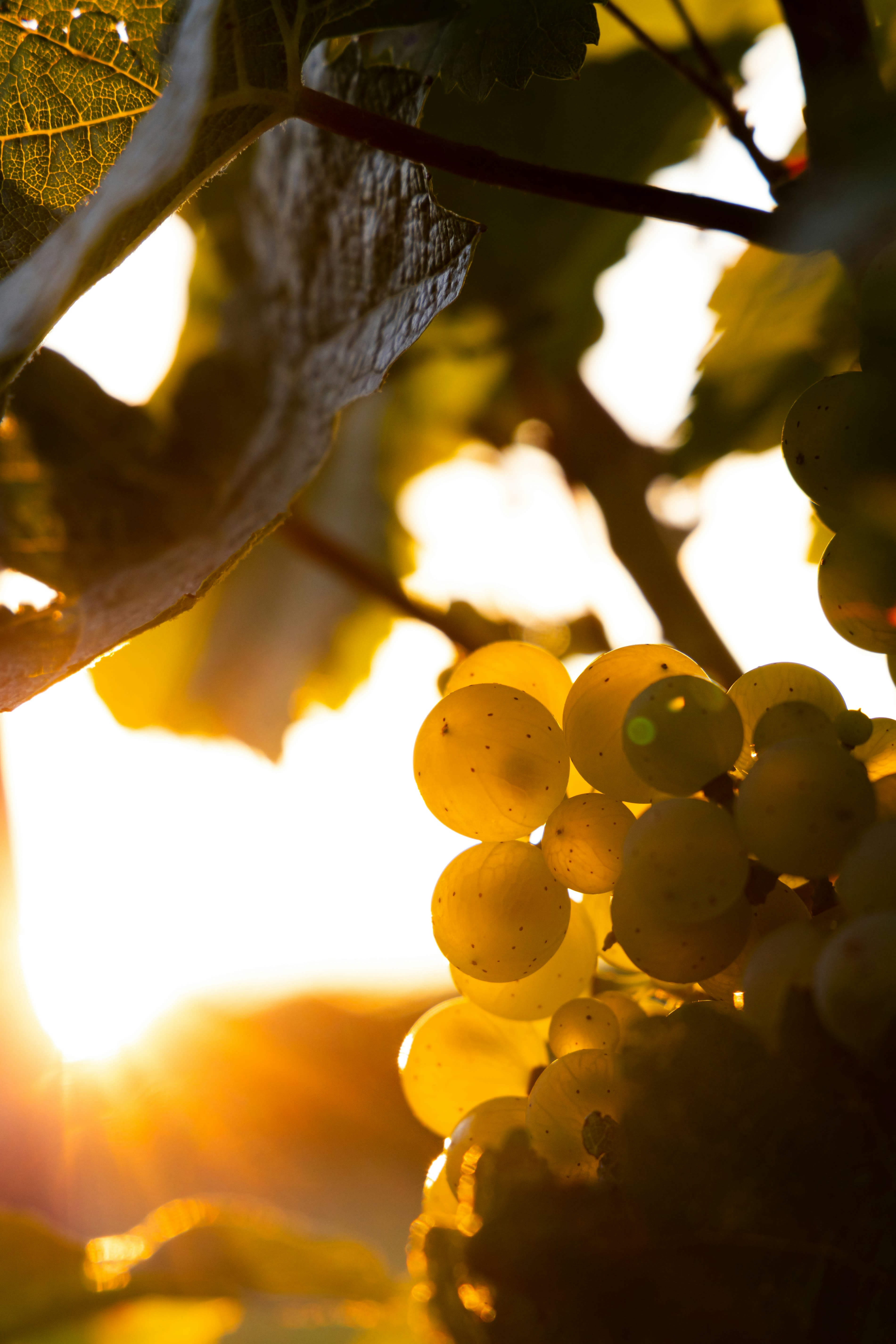 Advisor - The Discerning Guide to Niagara-on-the-Lake & Wine Country