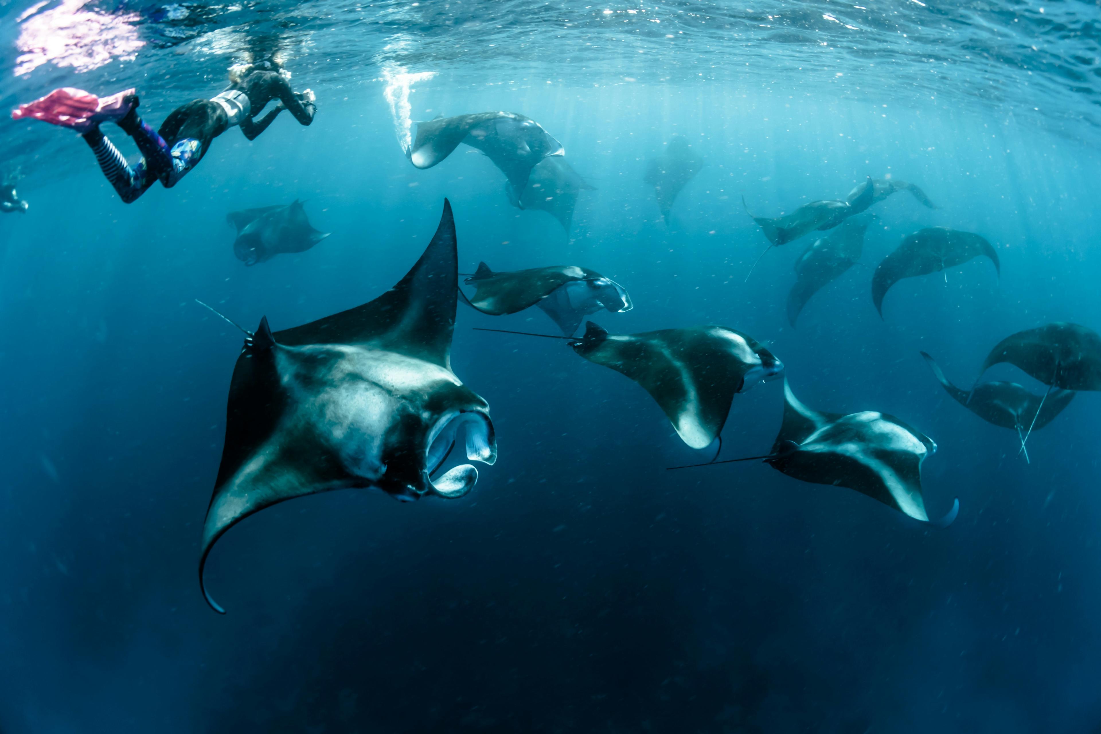 When Hundreds of Manta Rays Gather in Baa Atoll: A Once-in-a-Lifetime Experience at Hanifaru Bay