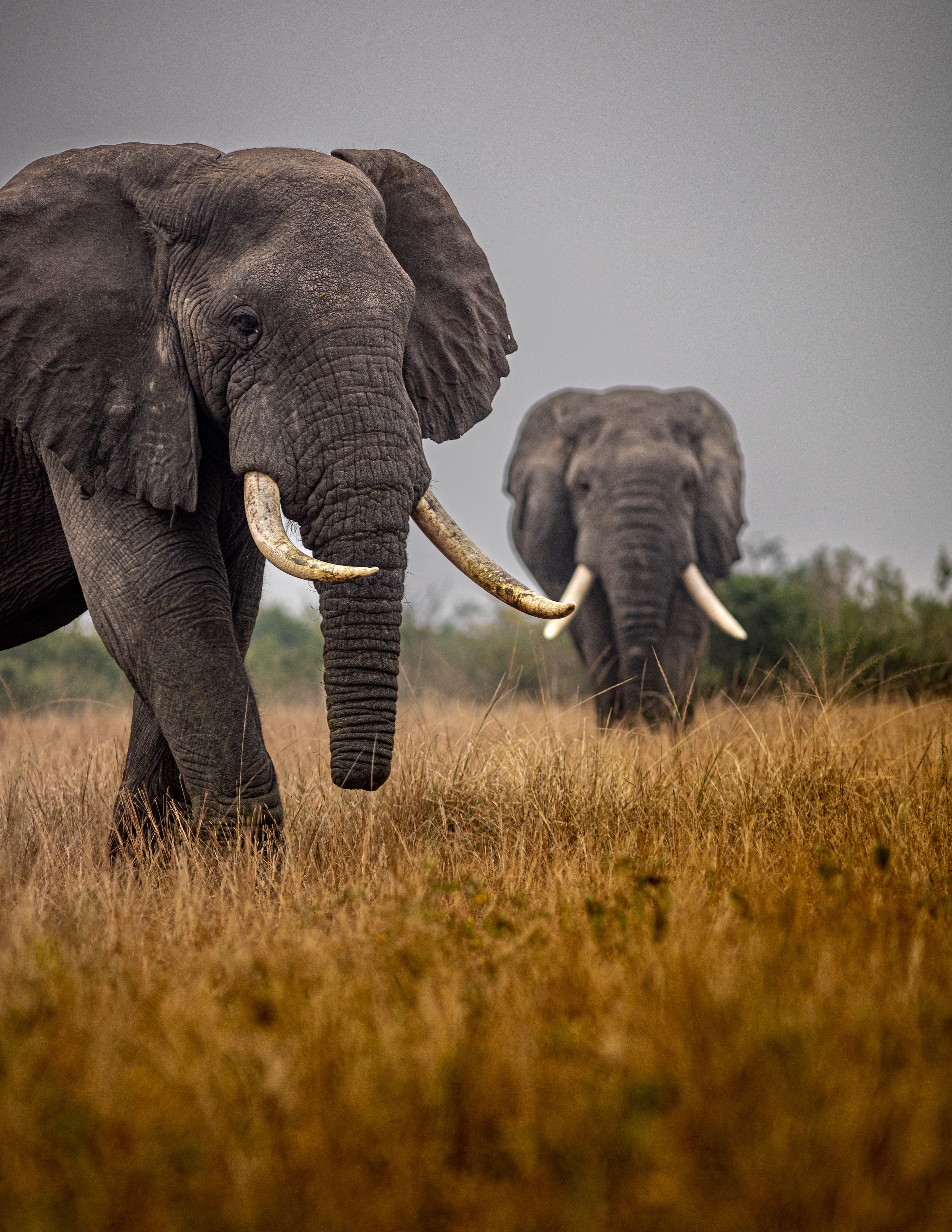 Inside Four Seasons Safari Lodge Serengeti: Why This Luxury Safari Belongs on Your Bucket List