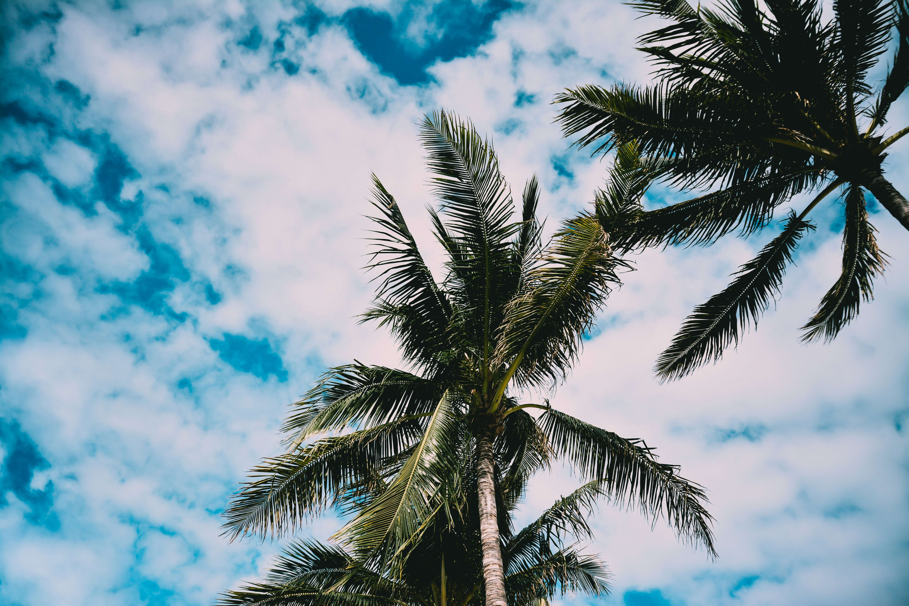 looking up at palm trees and a blue and white cloud sky